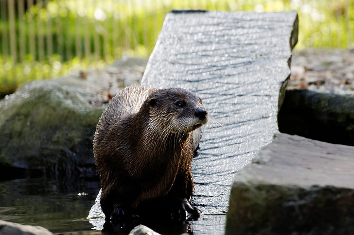 otter, board, water, enclosure, animal, zoo, zoom bar