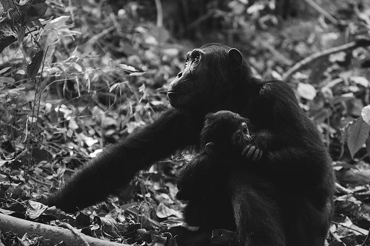 Fotografia zwierząt, zwierzęta, Szympansy, małpy, Prymas, dzikich zwierząt