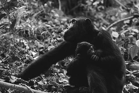 fotografía animal, animales, chimpancés, monos, primate, flora y fauna