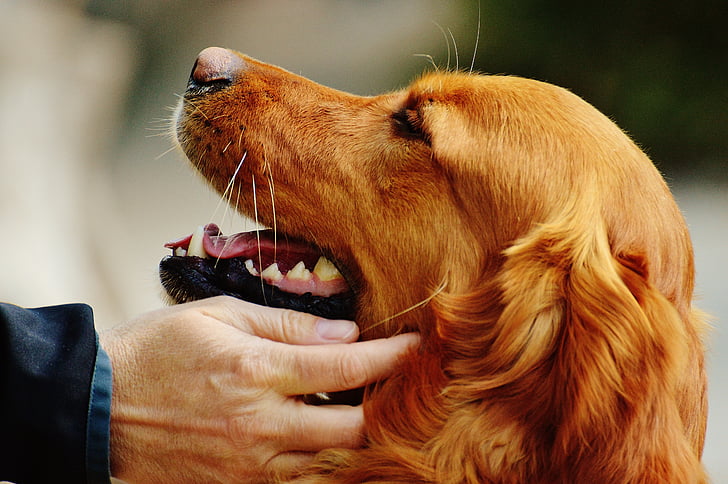 golden retriever, love for animals, stroke, dog, fur, light brown, pet