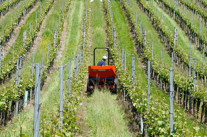 landbruk, vingård, Vines, vin growers, Bauer, traktor, gården