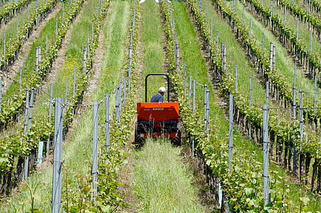 žemės ūkis, vyninė, vynmedžiai, vynuogių augintojai, Bauer, traktorius, ūkio