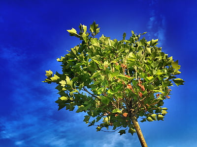 árbol, Arce, azul, hojas, verde, verano, árbol de hoja caduca
