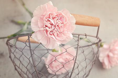 cloves, flowers, pink, carnation pink, petals, cut flowers, basket