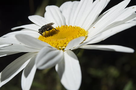 lebah, bunga, serangga, serbuk sari, Daisy
