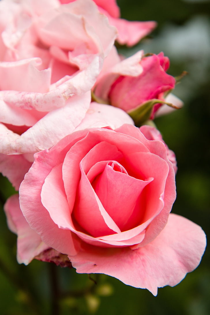 rose, flower, flora, pink, nature, pink Color, petal