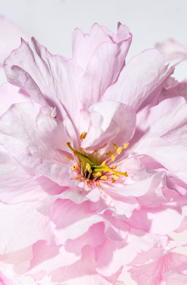 cirera japonesa, flor, flor, flor del cirerer, fulles, Rosa, primavera
