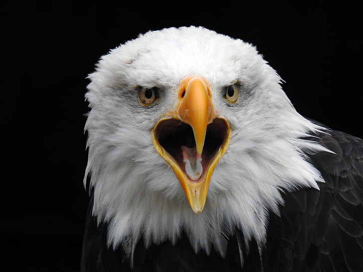 bald eagles, Raptor, plēsīgo putnu, White tailed eagle, aizveriet, daba, dzīvnieku ķermeņa daļas