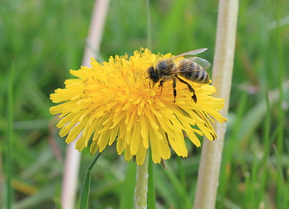 Pszczoła, mniszek lekarski, Natura, owad, pyłek, zapylanie, kwiat