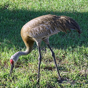 oiseau, Crane, Sandhill, nature, animal, faune, sauvage