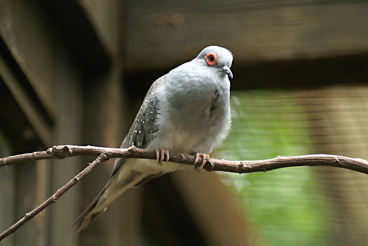 Diamond dove, ogród zoologiczny, ogród zoologiczny, głębokie n, Wełtawą, ptak, zwierzęta