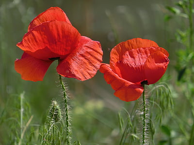 Mohn, rot, in der Nähe, rote Mohnblume, Natur, Anlage, Sommer