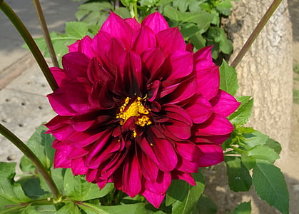 cvet, Dalija, dekorativni Dalija, nebinovk, Delhi, Indija, Latica