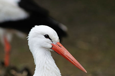 white, Bird, Animal, Portrait, Beak, White Stork, one animal