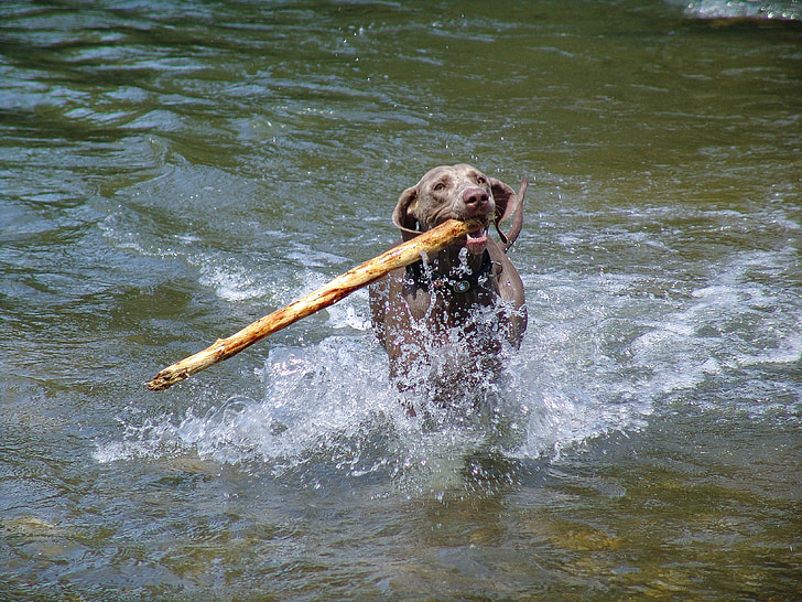 สุนัข, weimaraner, น้ำ, ความสุขของชีวิต, น้ำทะเลใส, สัตว์, สัตว์เลี้ยง