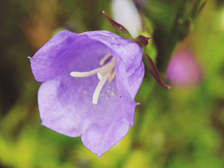 Bellflower, gėlė, violetinė, sodas, žiedų, žydėti, Gamta