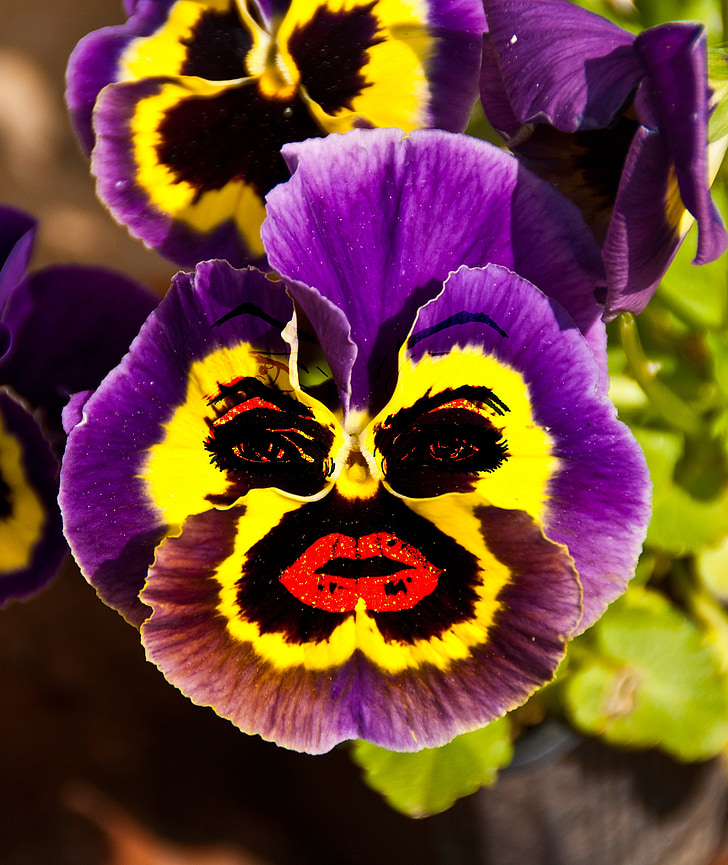 face, pansy, laugh, blossom, bloom, colorful