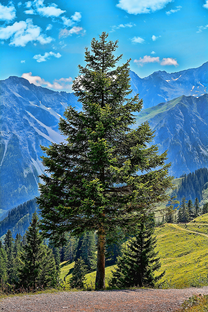 paisaje, árbol, coníferas, montañas, naturaleza, Alpe, Alm