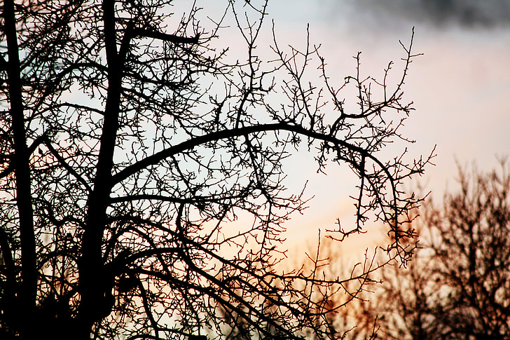 tramonto, albero, rami, invernale a secco, sole, natura, cielo