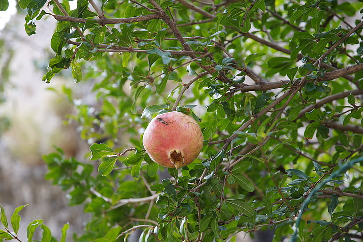 pomegranate, fruit, nature, tree
