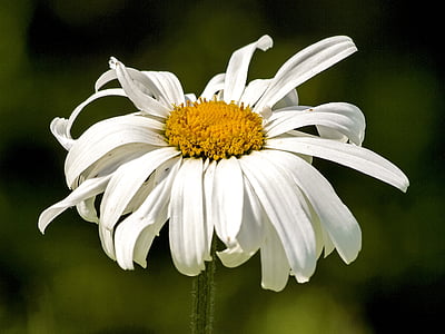 Marguerite, Blume, Blüte, Bloom, Anlage, Natur