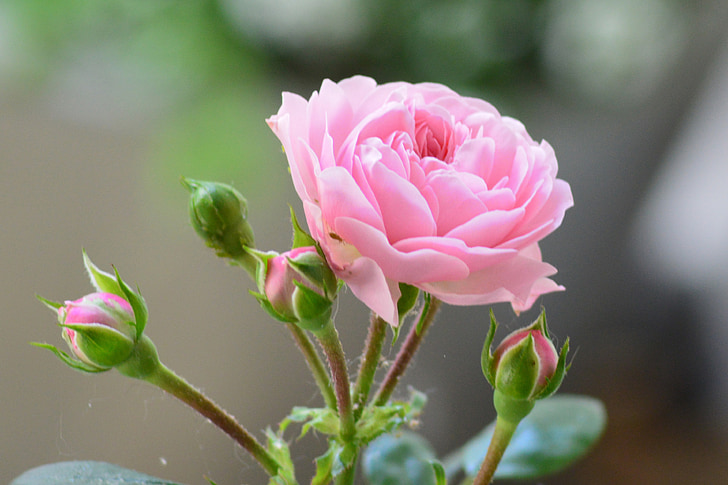 Rózsa, Pink rose, bud, Blossom, Bloom, rózsaszín, kerti rózsák