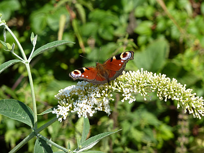 Schmetterling, Sommer-Flieder, Buddleja davidii, Natur, Insekt, Blumen, Flügel