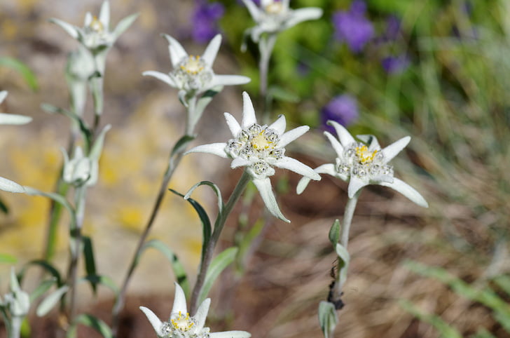 edelweiss, protected, white, rarely, leontopodium microdochium, alpine flower, alpine