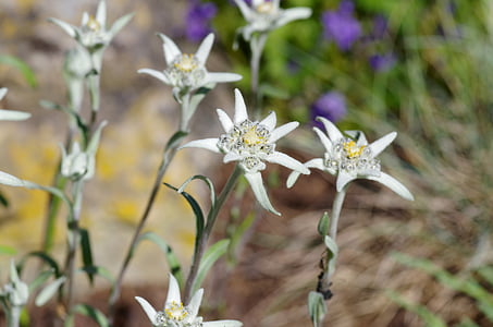 Edelweiss, apsaugoti, balta, retai, liūtpėdė microdochium, Alpių gėlė, Alpių