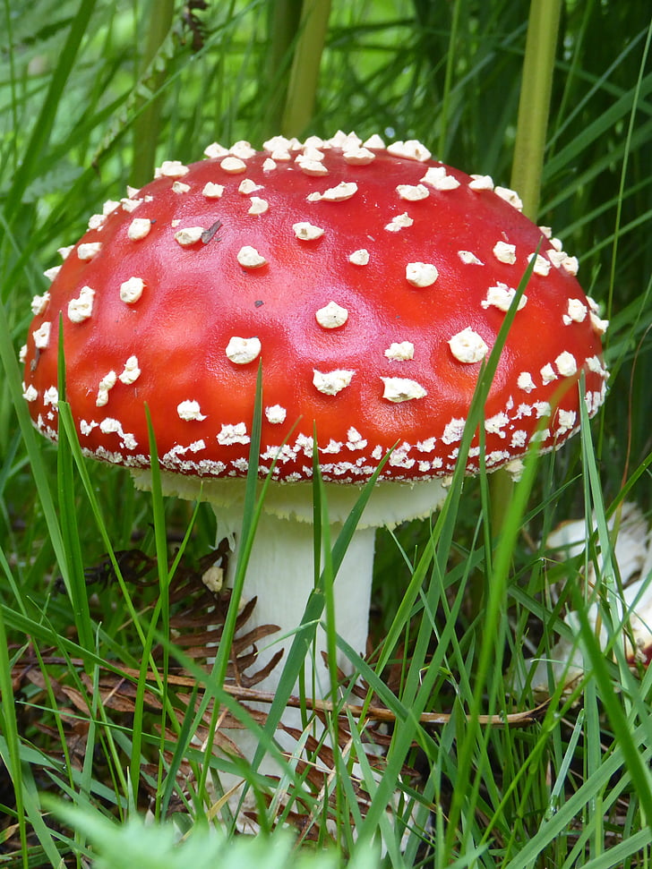 cogumelo, fungos, vermelho, fresco, envenenado, fungo, floresta