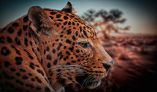 Leopard, zviera, Príroda, Afrika, zviera, mačkovitá šelma, savana
