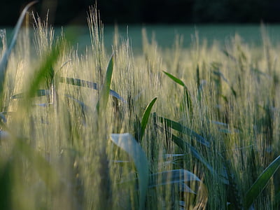 ladang jagung, bidang, matahari terbenam, musim panas, pemandangan, suasana hati, cahaya