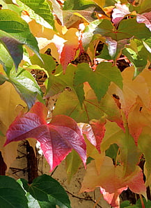 秋, 葉, 黄金色の秋, つる, 赤, イエロー, グリーン
