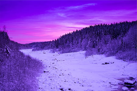соснові, дерева, навколишні, сніг, Захід сонця, сцена, фіолетовий