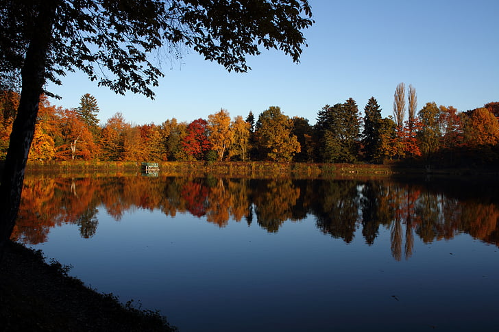 rudens, koki, ezers, atspoguļojot, ainava, rudens krāsas