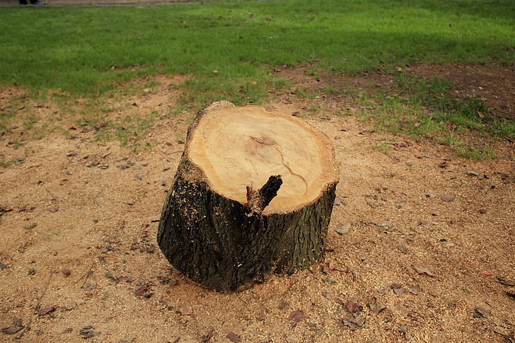 trunk cut, square, trunk, wood, tree, cut, natural