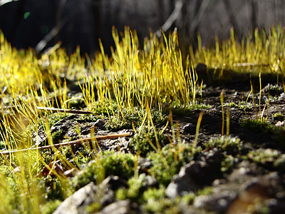 moss, close-up, nature, green, plant, environment, macro