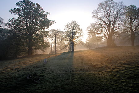 brumeux, matin, lever du soleil, arbres, serein, paisible, brouillard