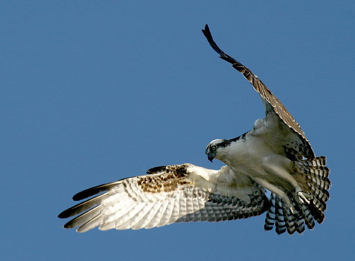 Osprey, vták, voľne žijúcich živočíchov, Príroda, vznášajúce sa, let, lietanie