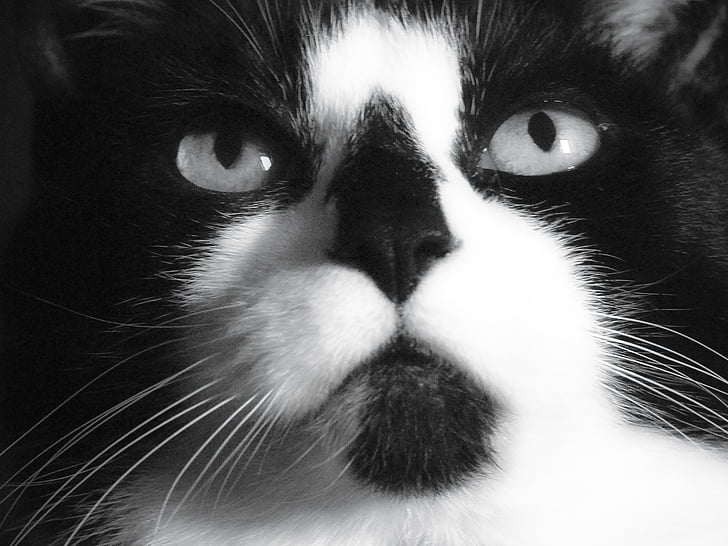Kot, Cat's, oczy, twarz, zwierzętom, ładny kot, zwierząt