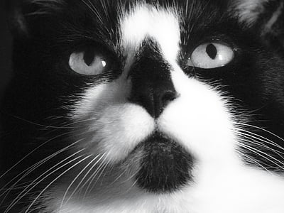 con mèo, con mèo, đôi mắt, khuôn mặt, vật nuôi, mèo dễ thương, động vật