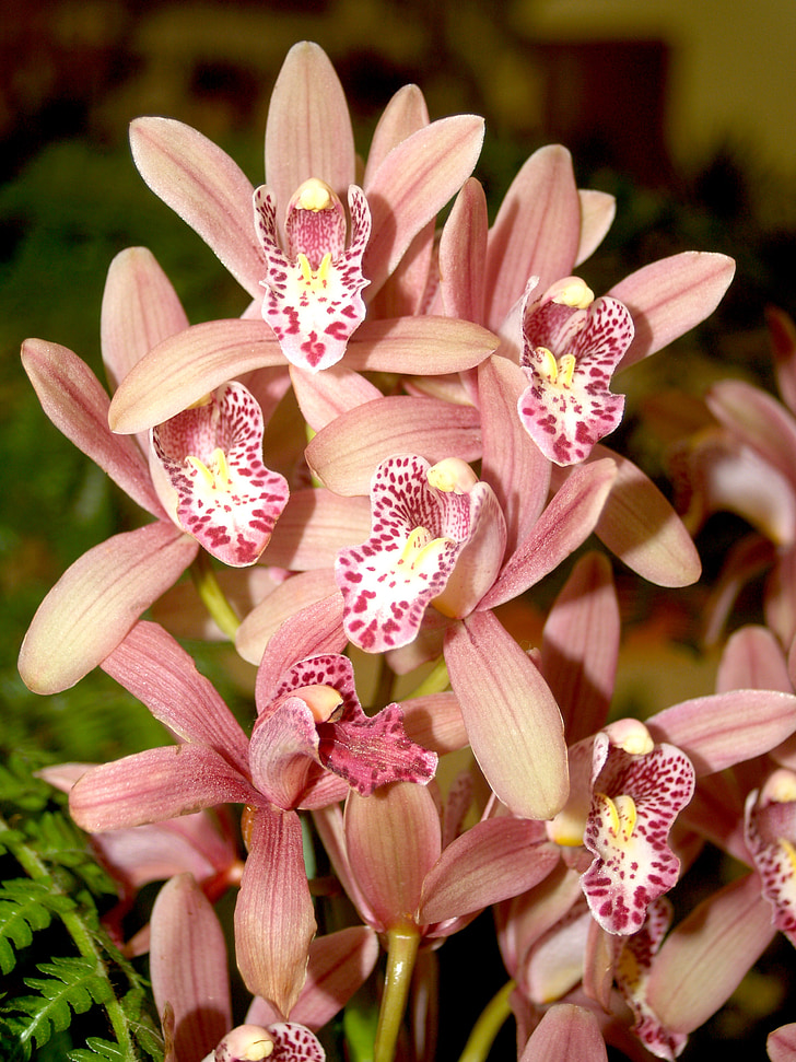 Orchid, blomma, ljusa, Violet, Flora, tillväxt, dekoration