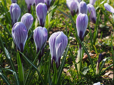 crocus, flower, spring, bühen, violet, purple, striped