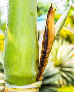 flor de Palma, Palma, Palm verd, arrel d'arbre de Palma