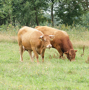 cows, animal, brown, cattle, farm, cow, nature