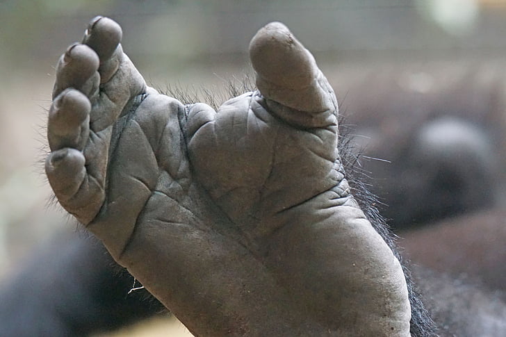 gorilla, foot, limbs