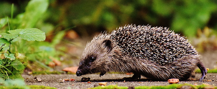 hedgehog trẻ em, trẻ hedgehog, hedgehog, động vật, thúc đẩy, Thiên nhiên, Sân vườn