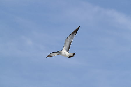 seagull, flying, soaring, bird, gull, flight, wildlife