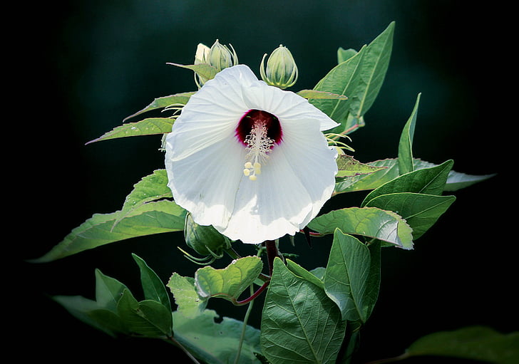 hibiscus, white, blossoms, tropical, blooms, blooming, flowering