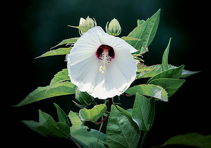 Hibiscus, alb, flori, tropicale, Infloreste, înflorit, cu flori
